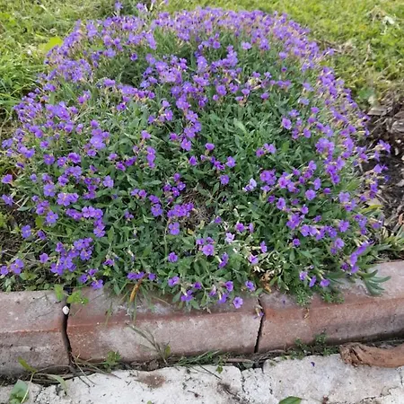 Nocleg ze śniadaniem Lovac Kaldanija